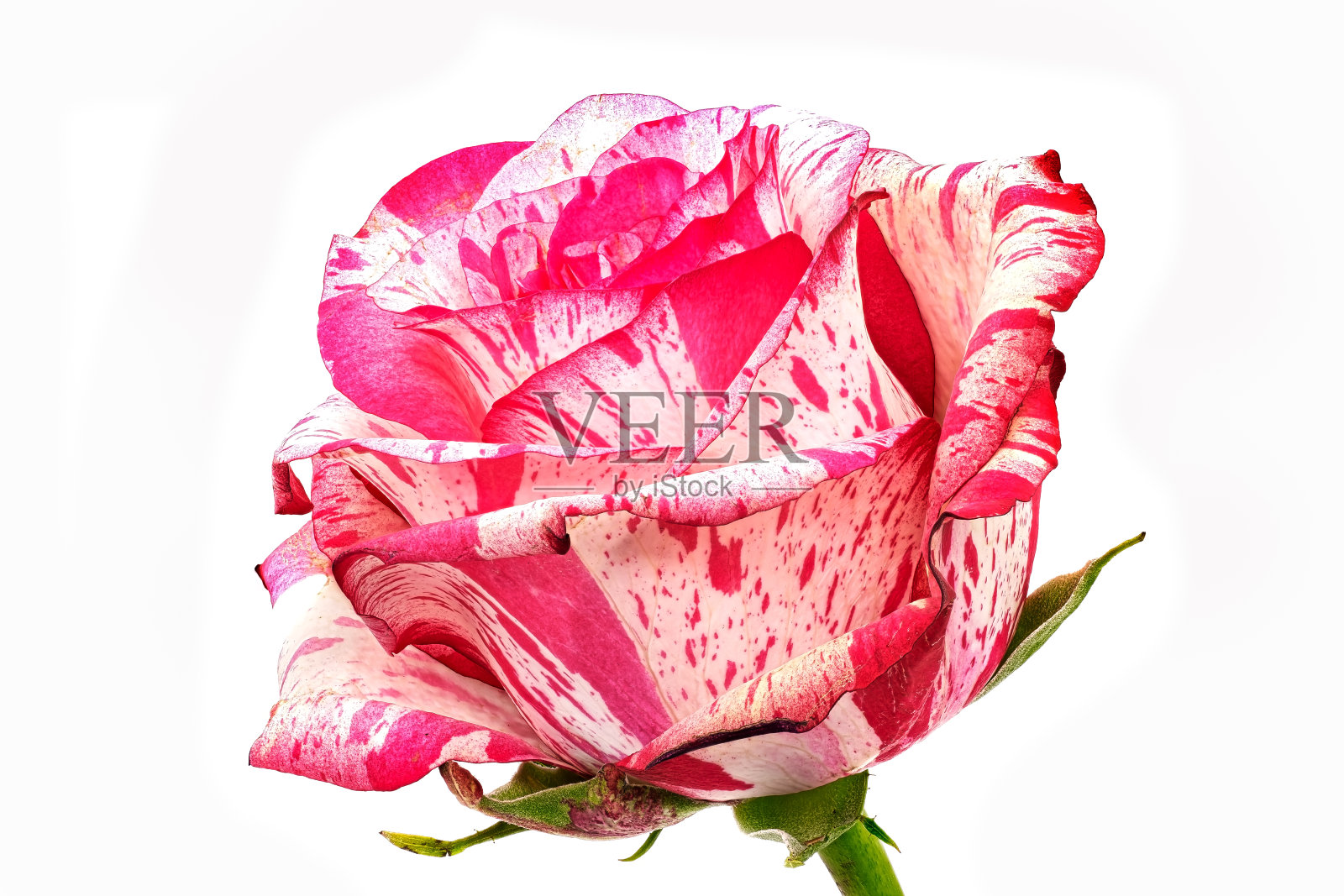 玫瑰照片摄影图片