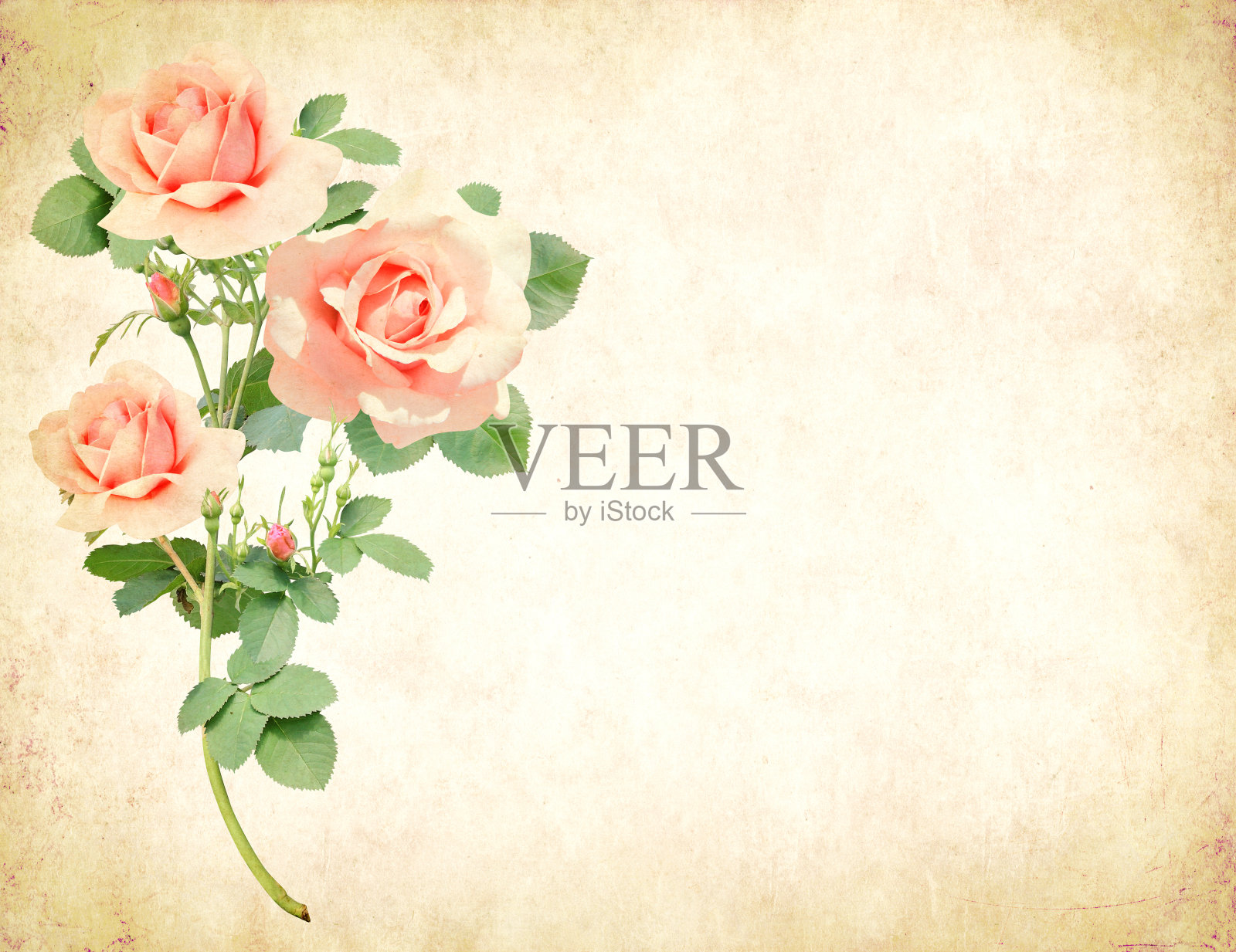 复古浪漫的卡片与旧纸纹理和玫瑰照片摄影图片