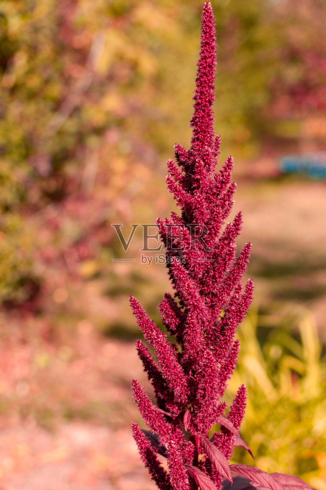 苋菜有圆锥花序的花。照片摄影图片