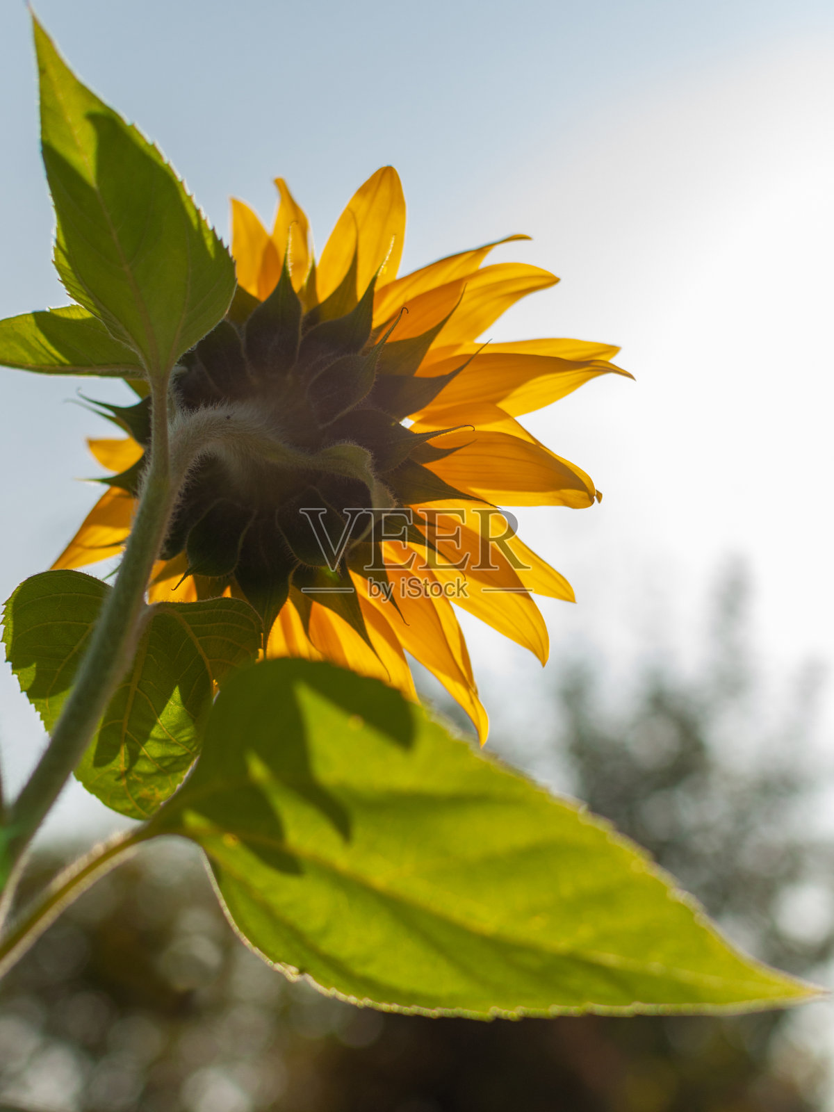 年轻的黄色的向日葵。照片摄影图片