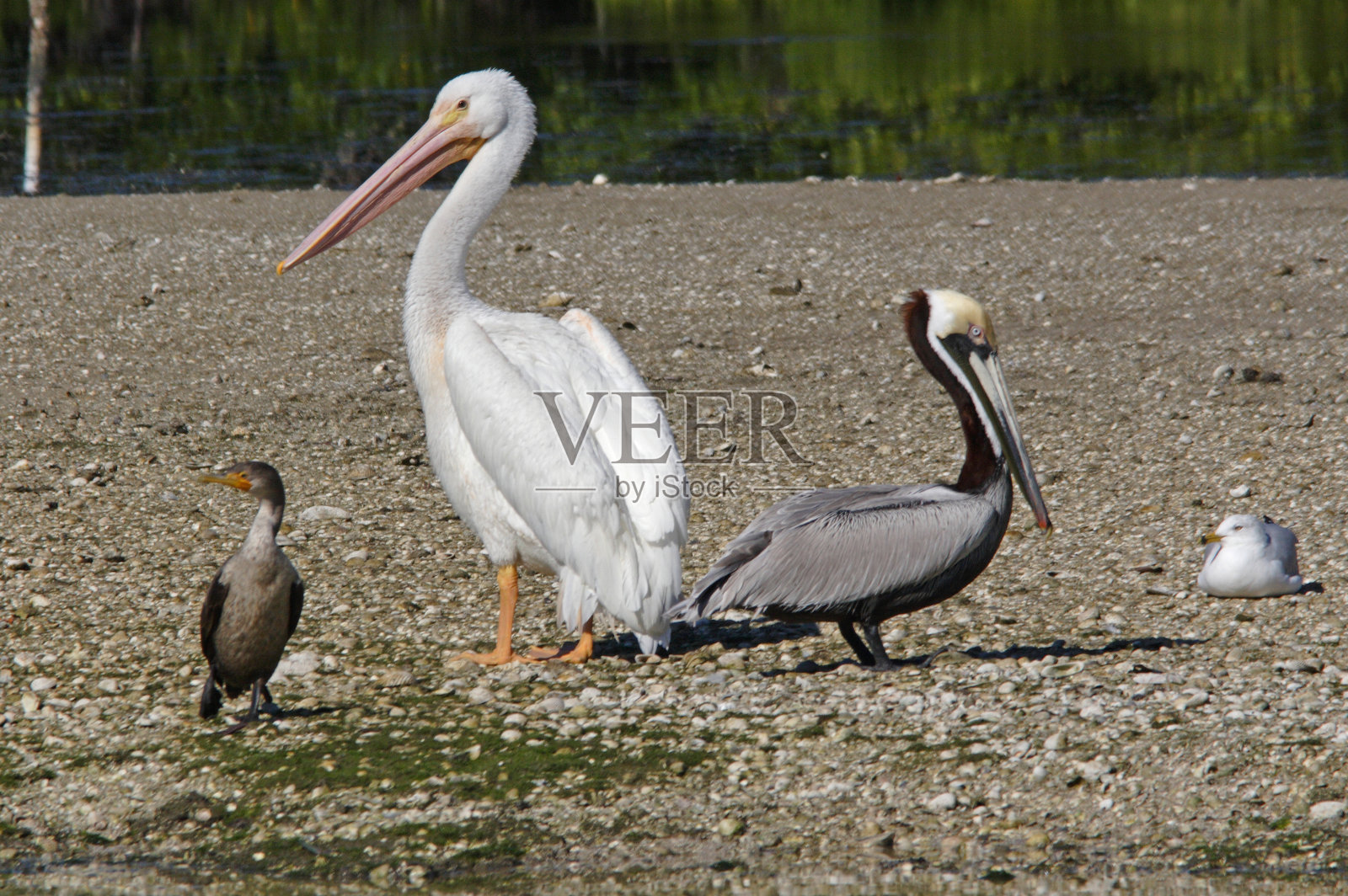 美国白鹈鹕，褐鹈鹕照片摄影图片