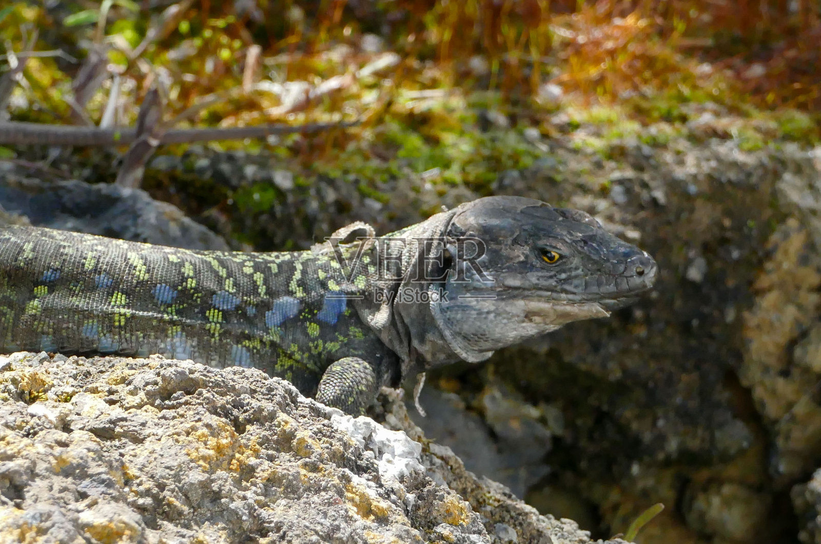 典型的蜥蜴Tizon照片摄影图片