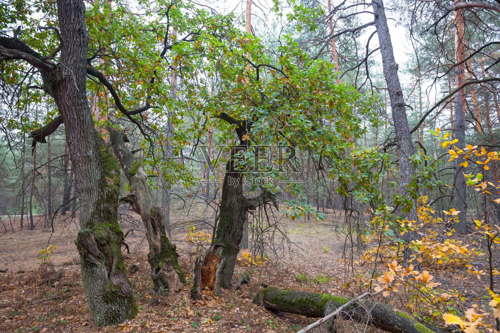 秋天的橡树林，乡间的森林景色照片摄影图片