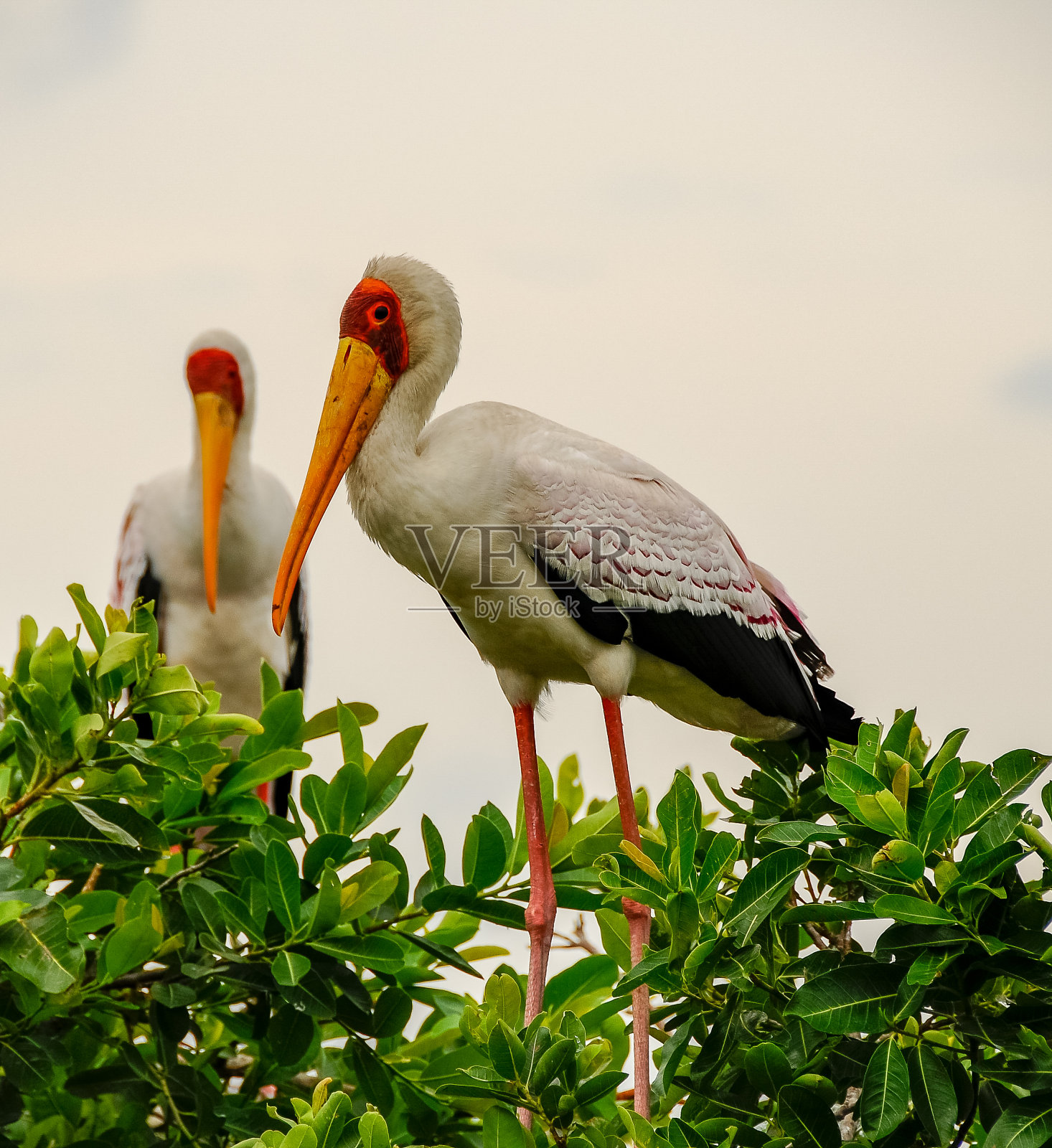 沼泽周围树上的黄嘴鹳照片摄影图片