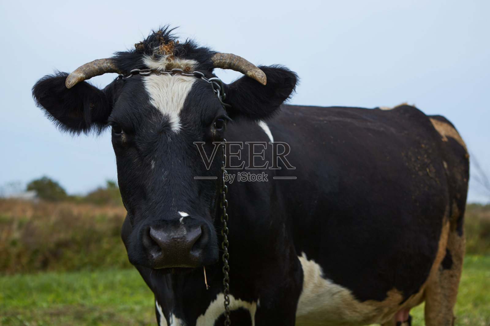 农村的奶牛。奶牛。一头好奇的奶牛。照片摄影图片
