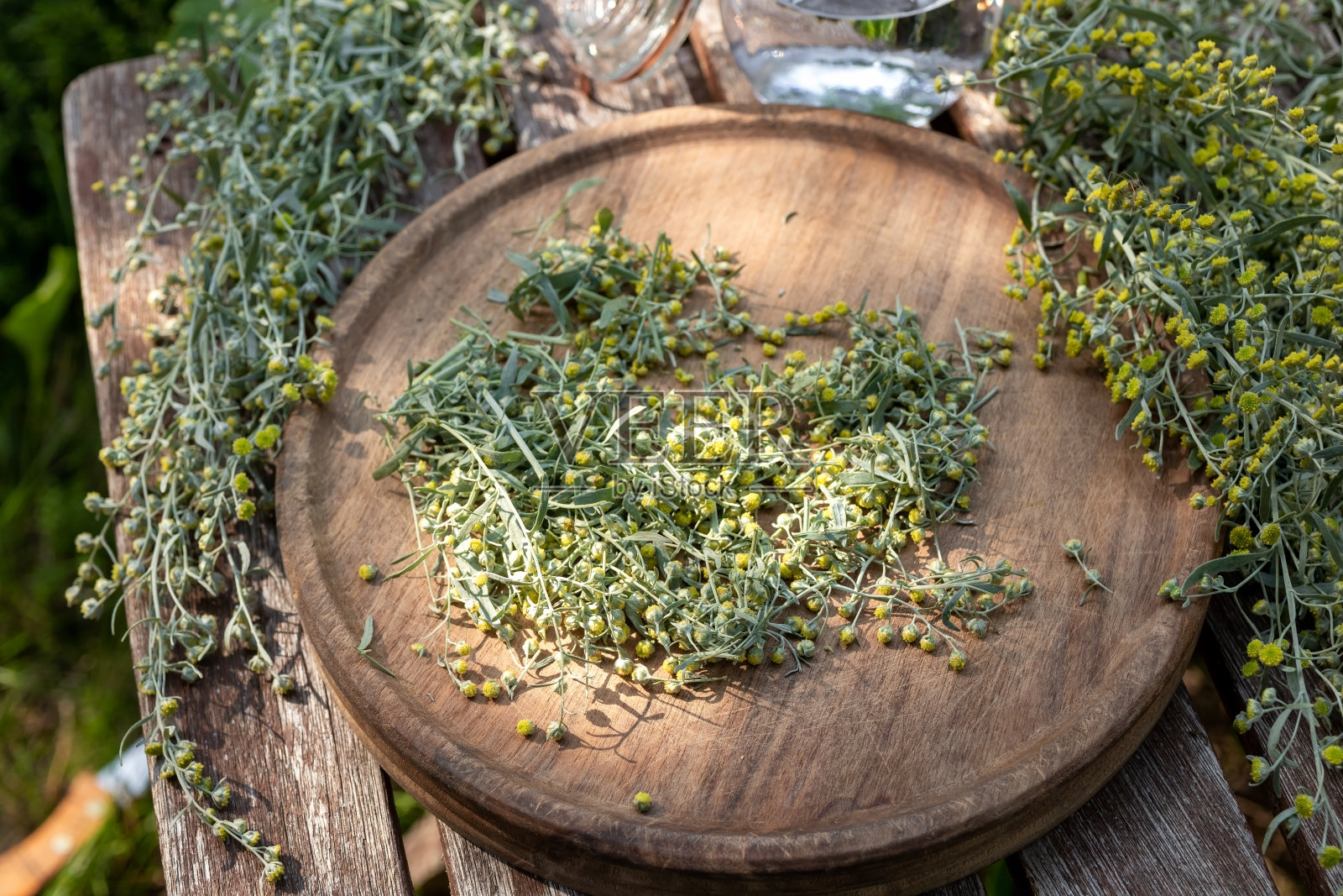 用盛开的苦艾或艾属植物配制草药酊剂照片摄影图片