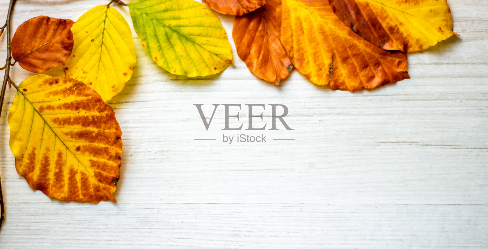 秋叶框架照片摄影图片