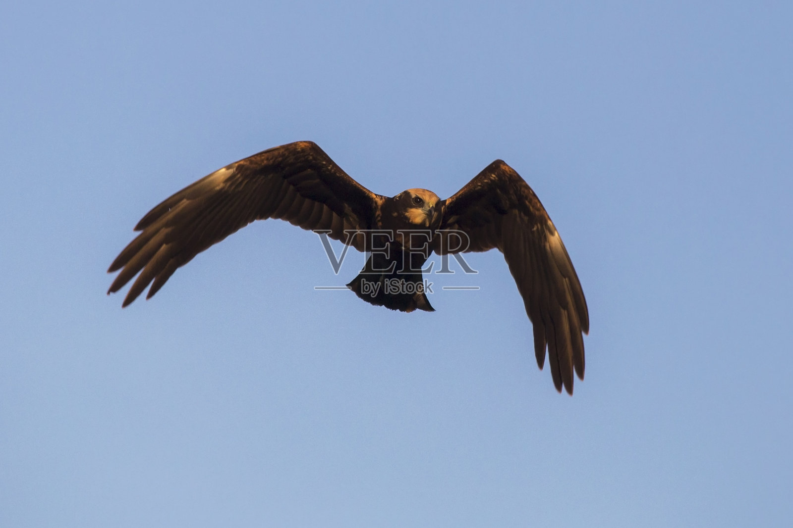 美丽的猛禽在蓝天上飞翔。照片摄影图片