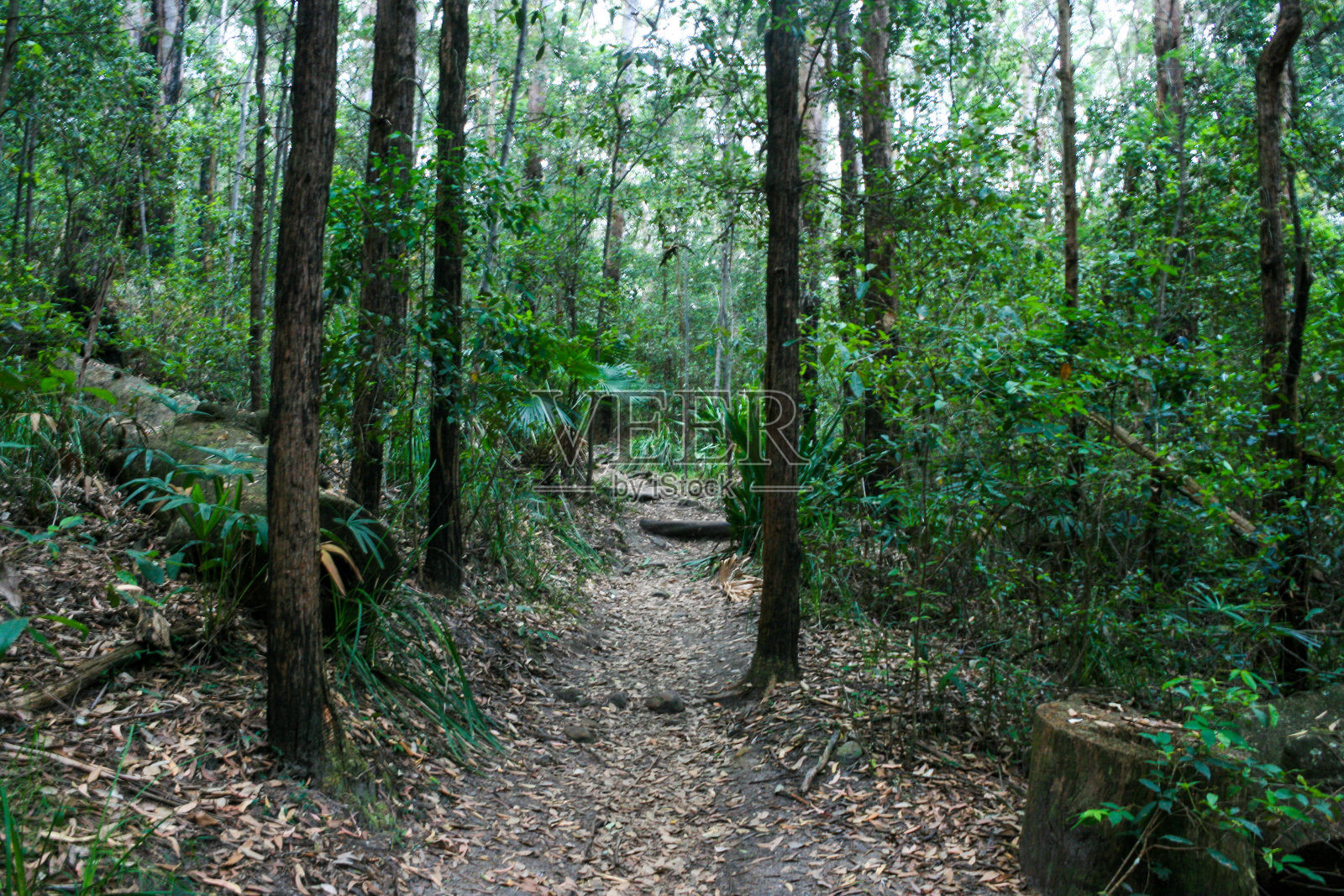 徒步穿过皇家国家公园，前往澳大利亚新南威尔士州悉尼的8号泳池照片摄影图片