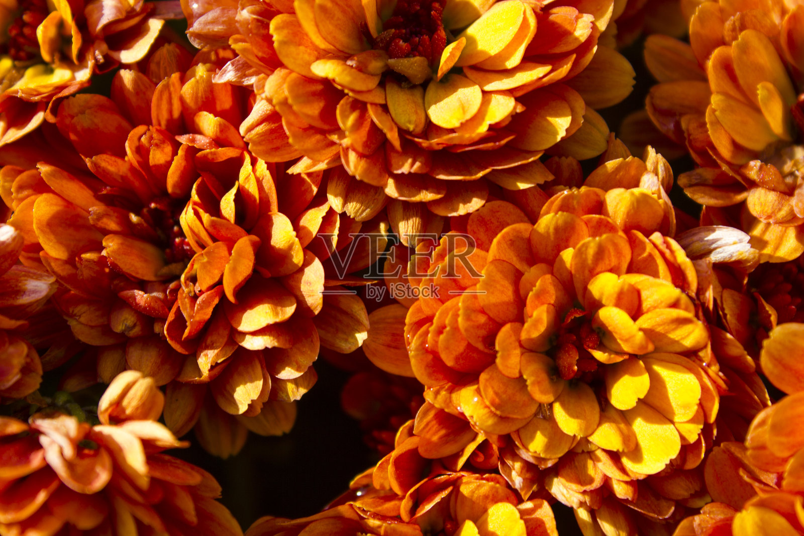 橙色和黄色的花接近照片摄影图片