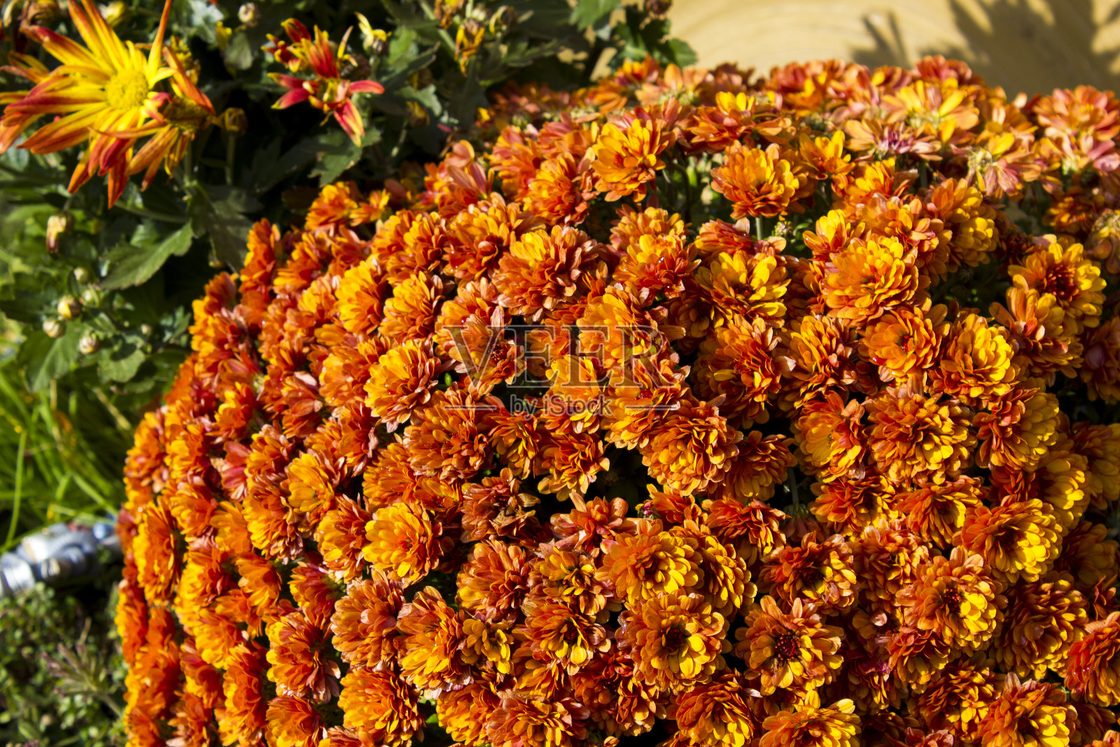 橙色和黄色的花接近照片摄影图片