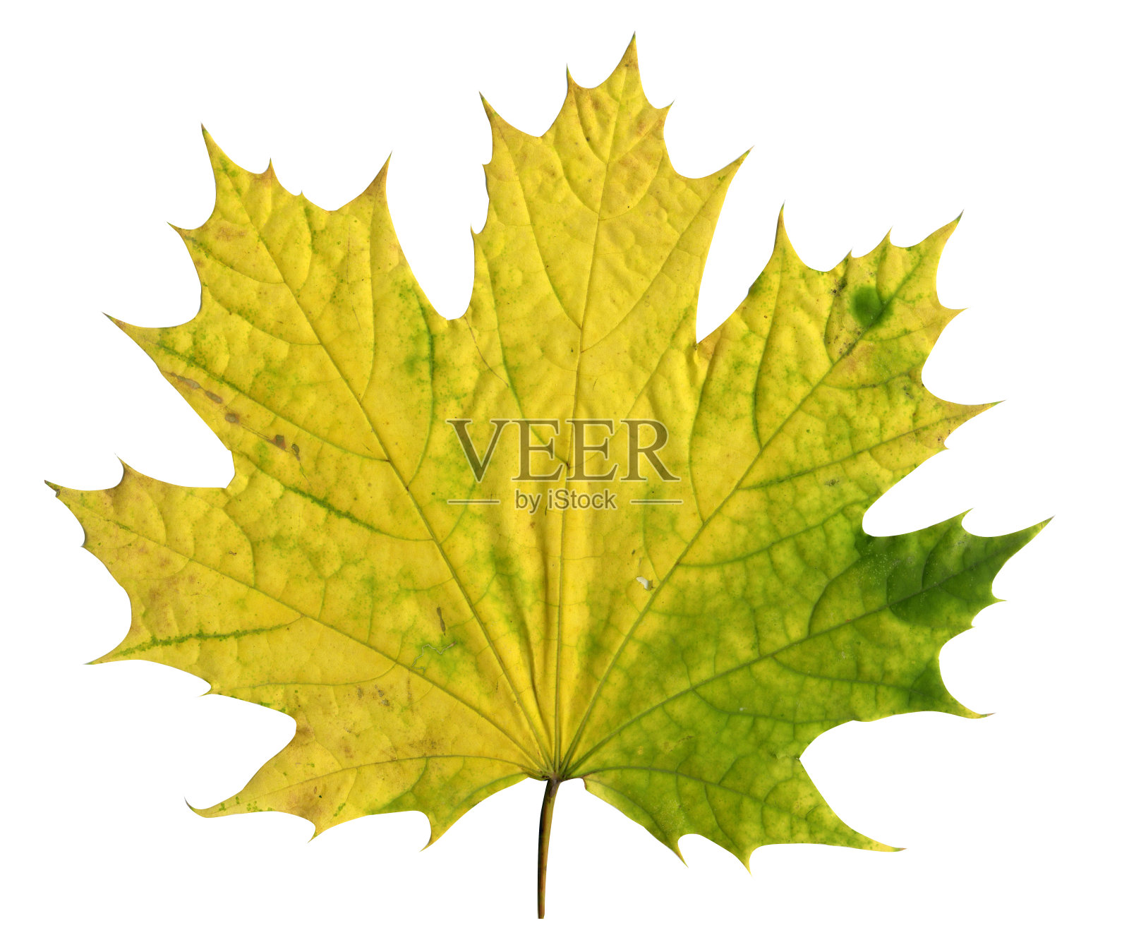 白底上一片黄绿色的枫叶照片摄影图片