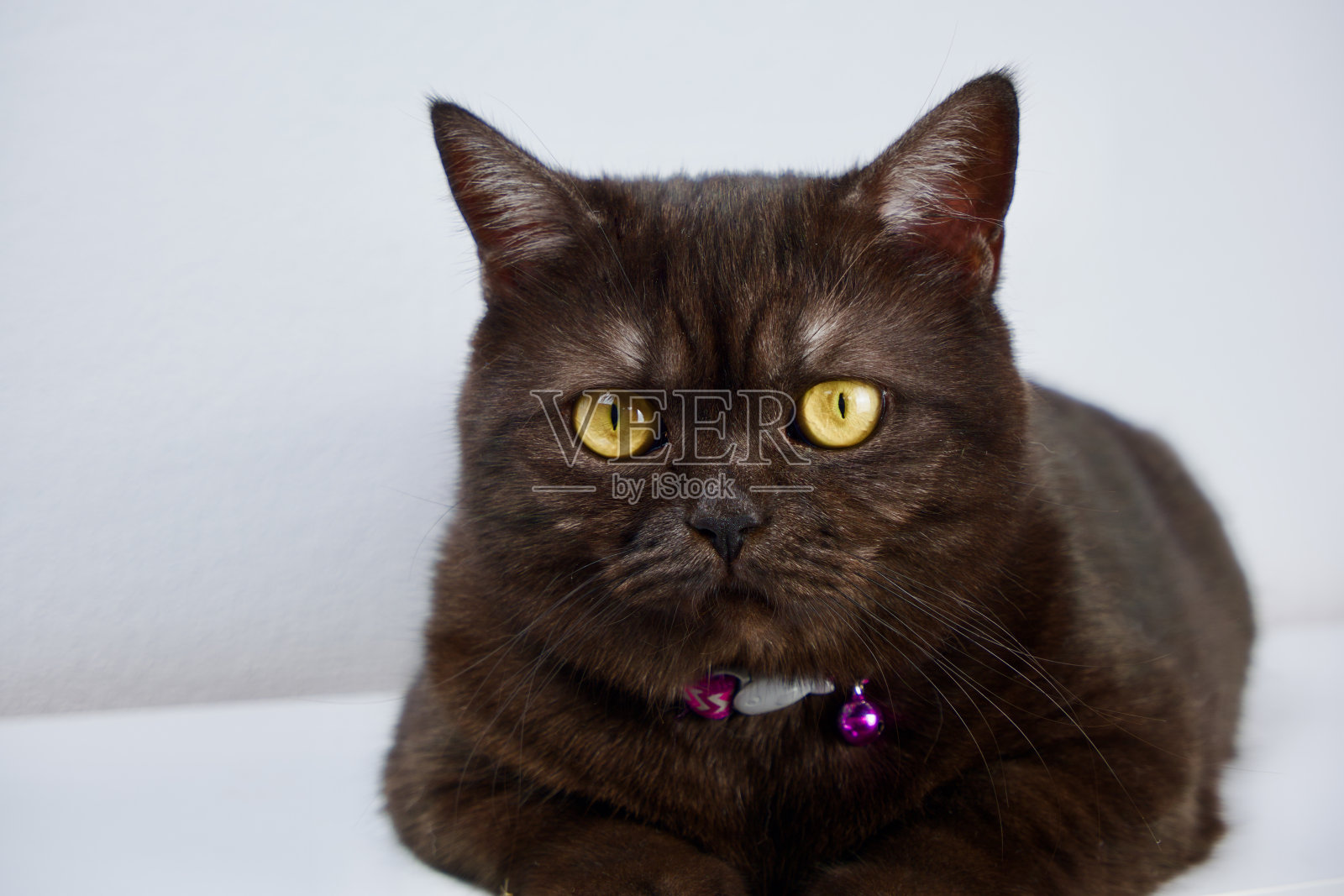 可爱的黑烟英国短毛猫坐在白色的背景看着对面照片摄影图片