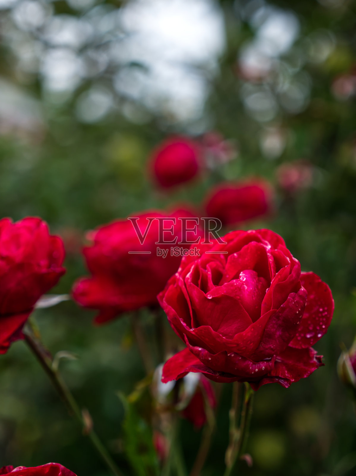 一朵红玫瑰照片摄影图片