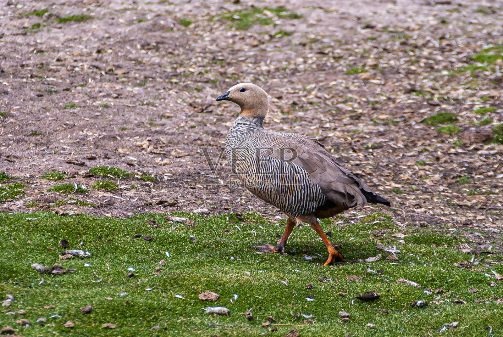 高地鹅，志愿者海滩，福克兰岛，英国。照片摄影图片