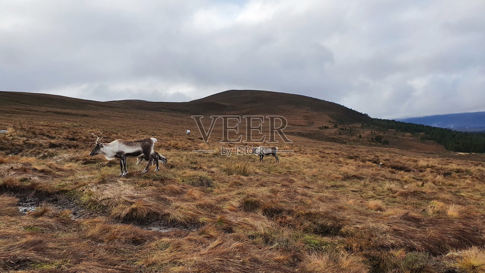 驯鹿在高地照片摄影图片
