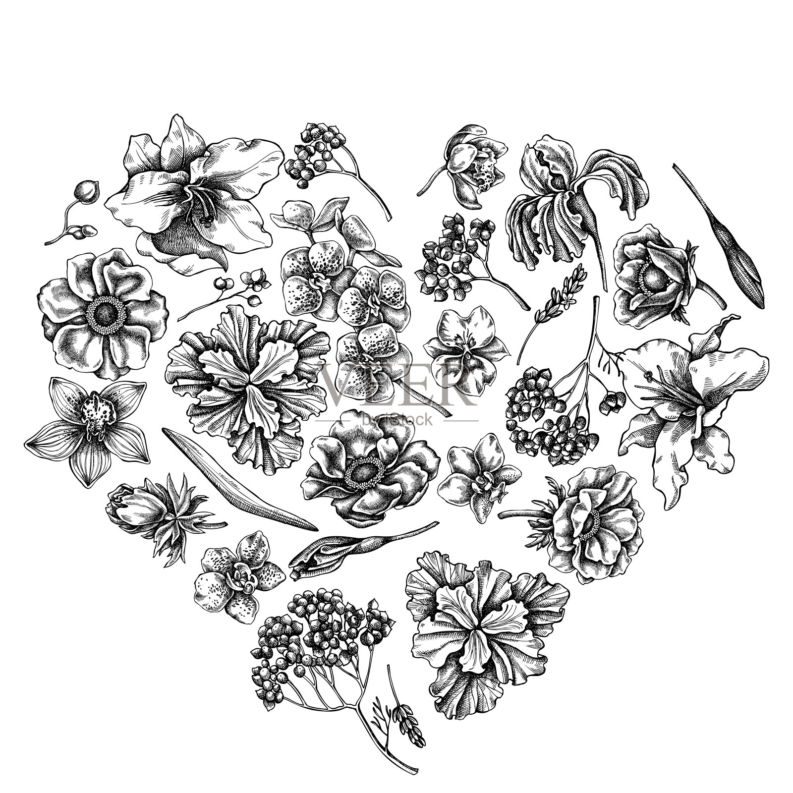 心花图案有黑白海葵、薰衣草、迷迭香、蝴蝶兰、百合、蝴蝶花插画图片素材