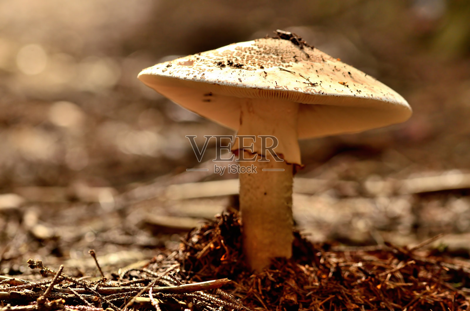 森林针叶中的白毒伞小蘑菇照片摄影图片