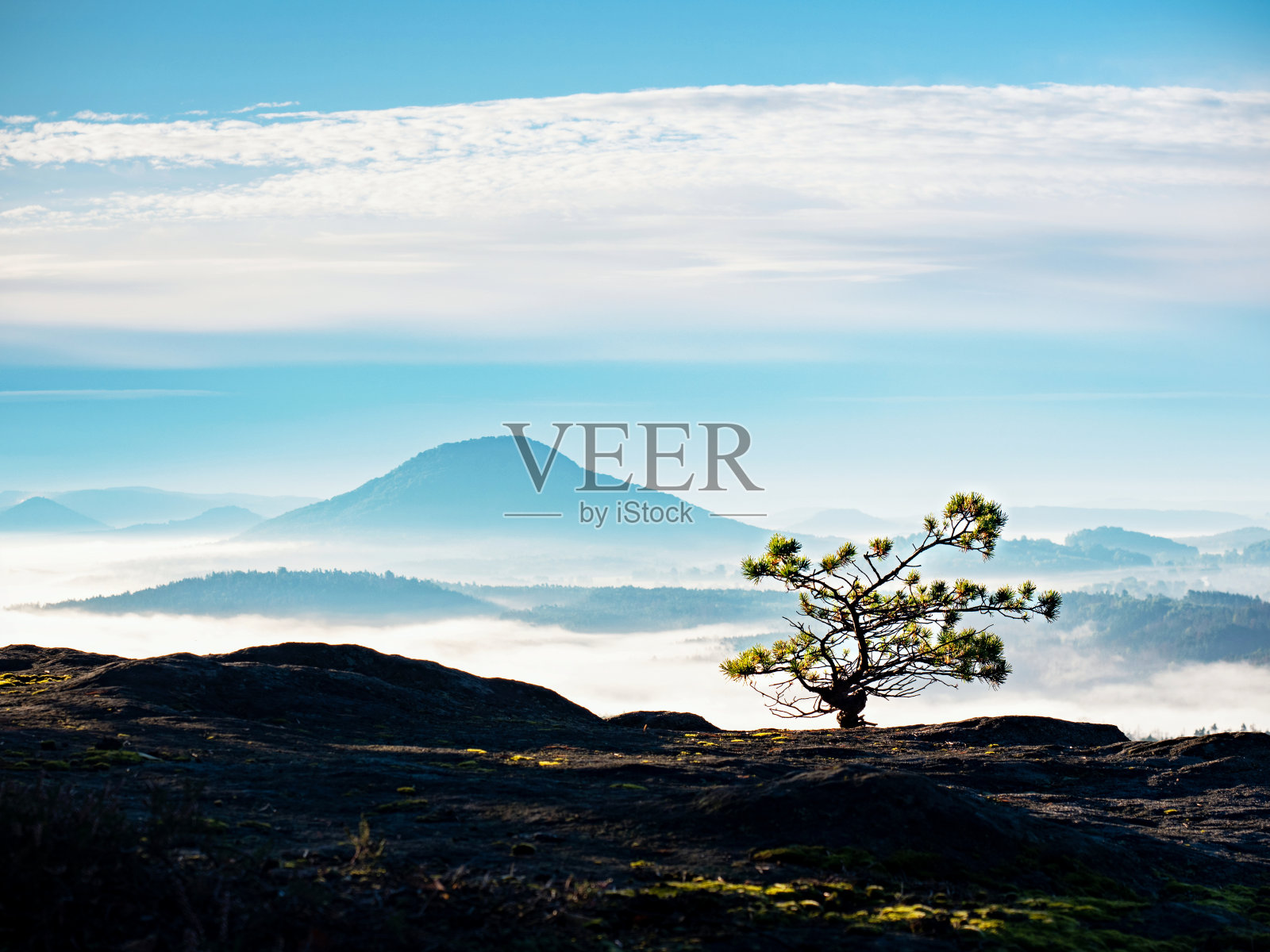 野生盆景树松树上的岩石峭壁。山谷中的蓝雾照片摄影图片