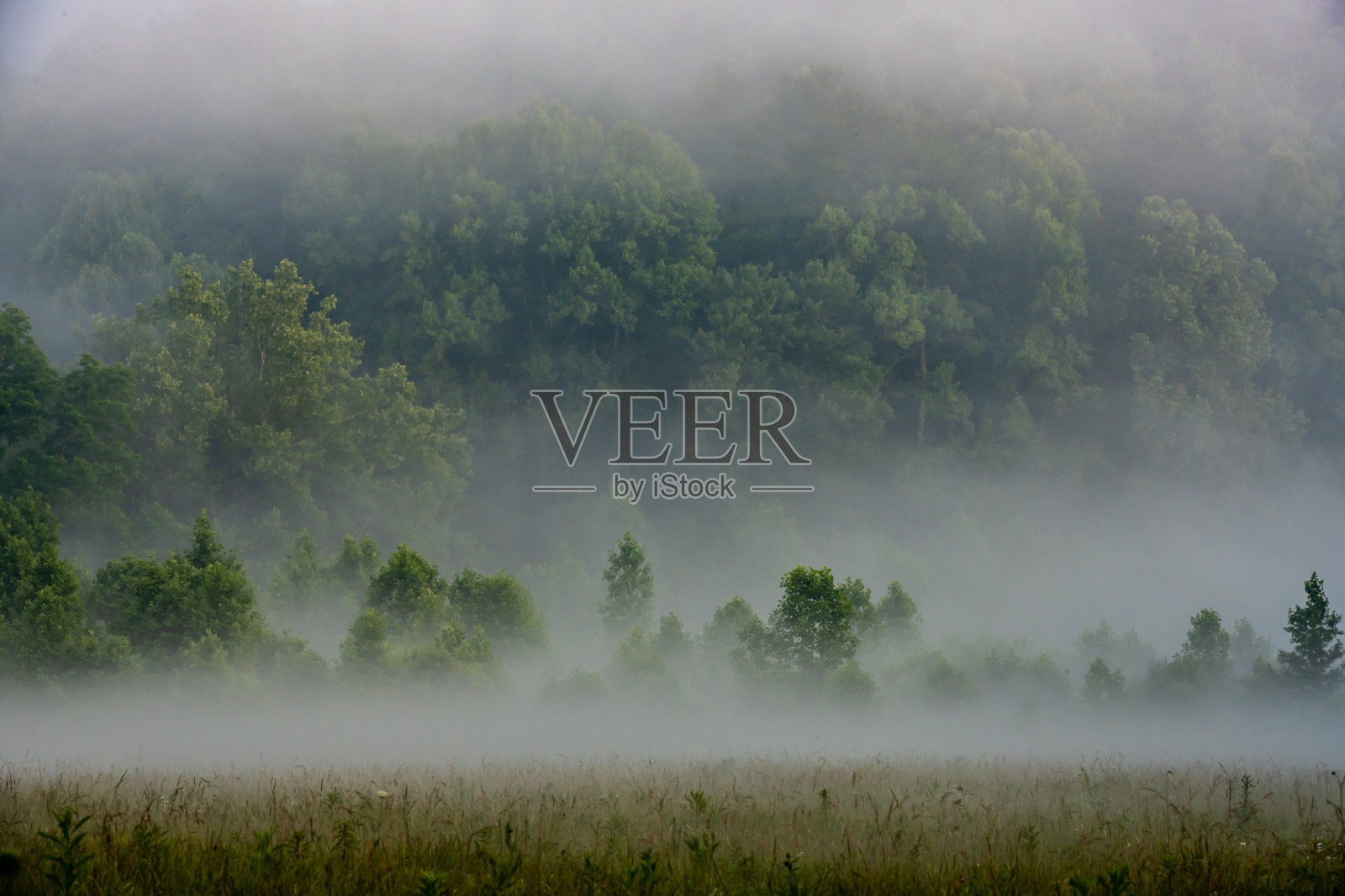 雾拥抱森林照片摄影图片