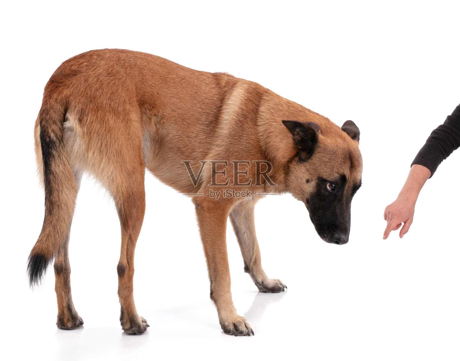 比利时牧羊人不想服从照片摄影图片