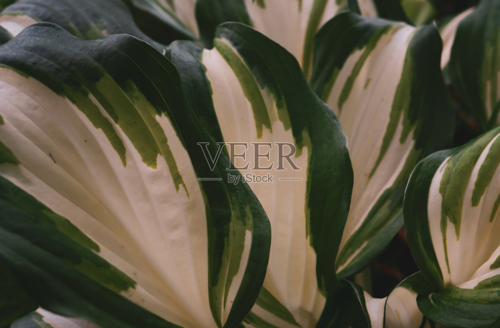 热带的叶子照片摄影图片