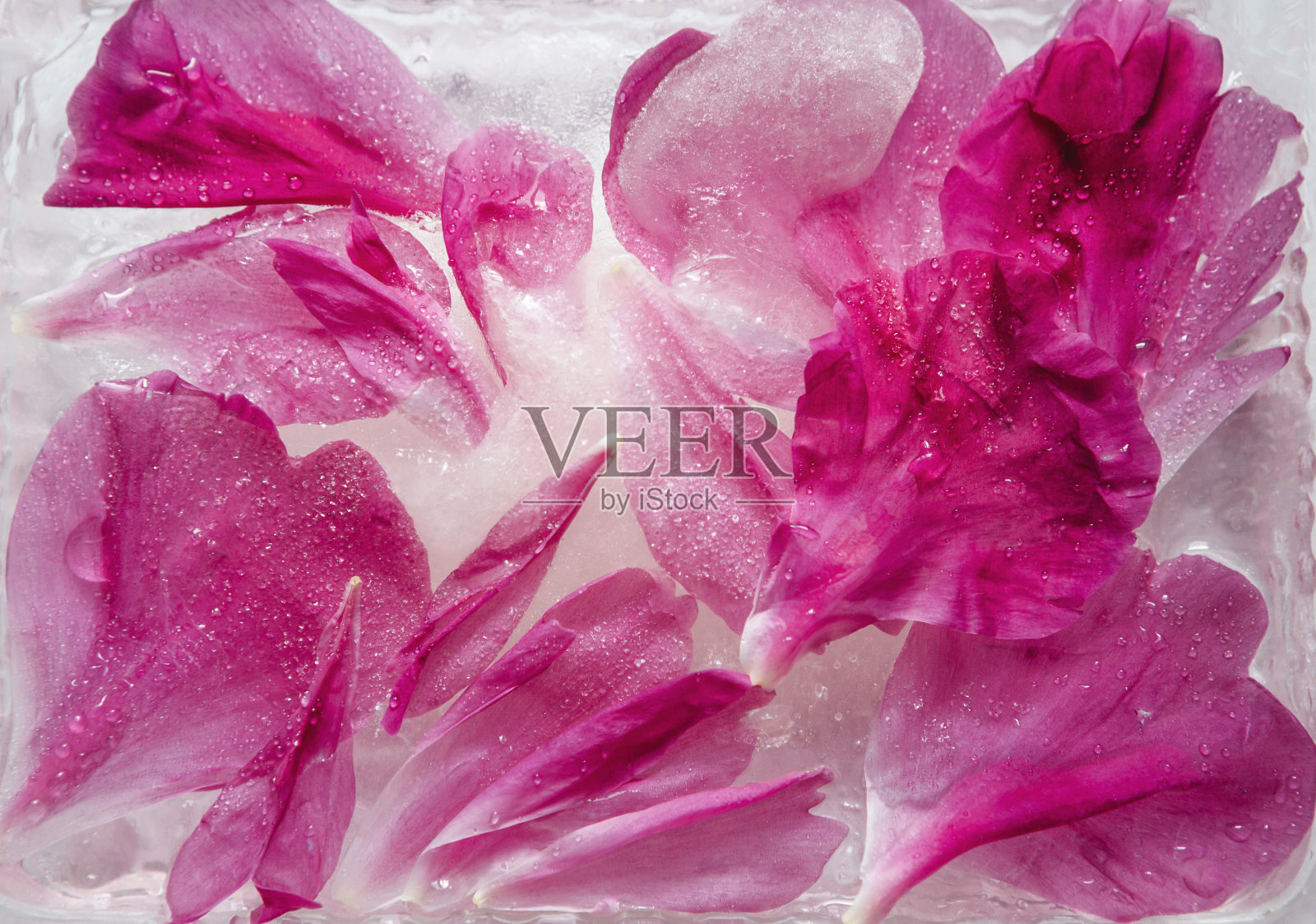 特写冰冻的花瓣照片摄影图片