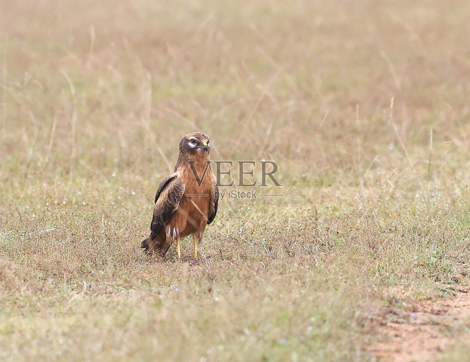 白色的打量着卑鄙的小人照片摄影图片
