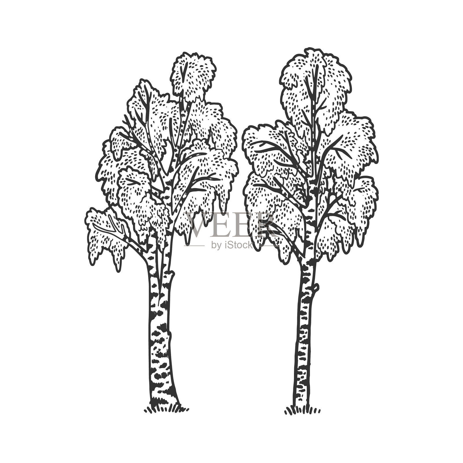 桦树树草图设计元素图片