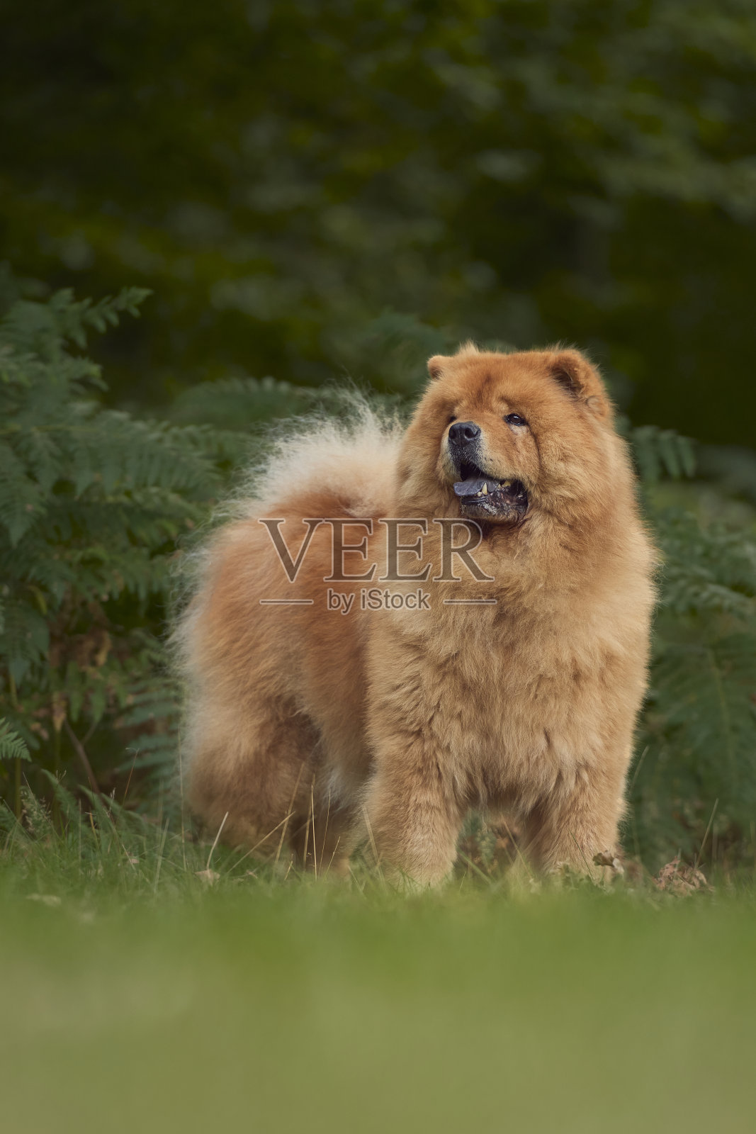 松狮狗照片摄影图片