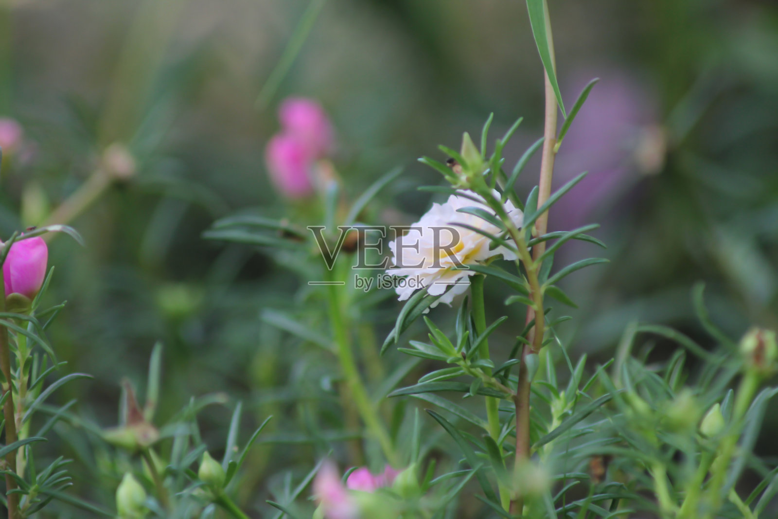 马齿苋花的近照照片摄影图片