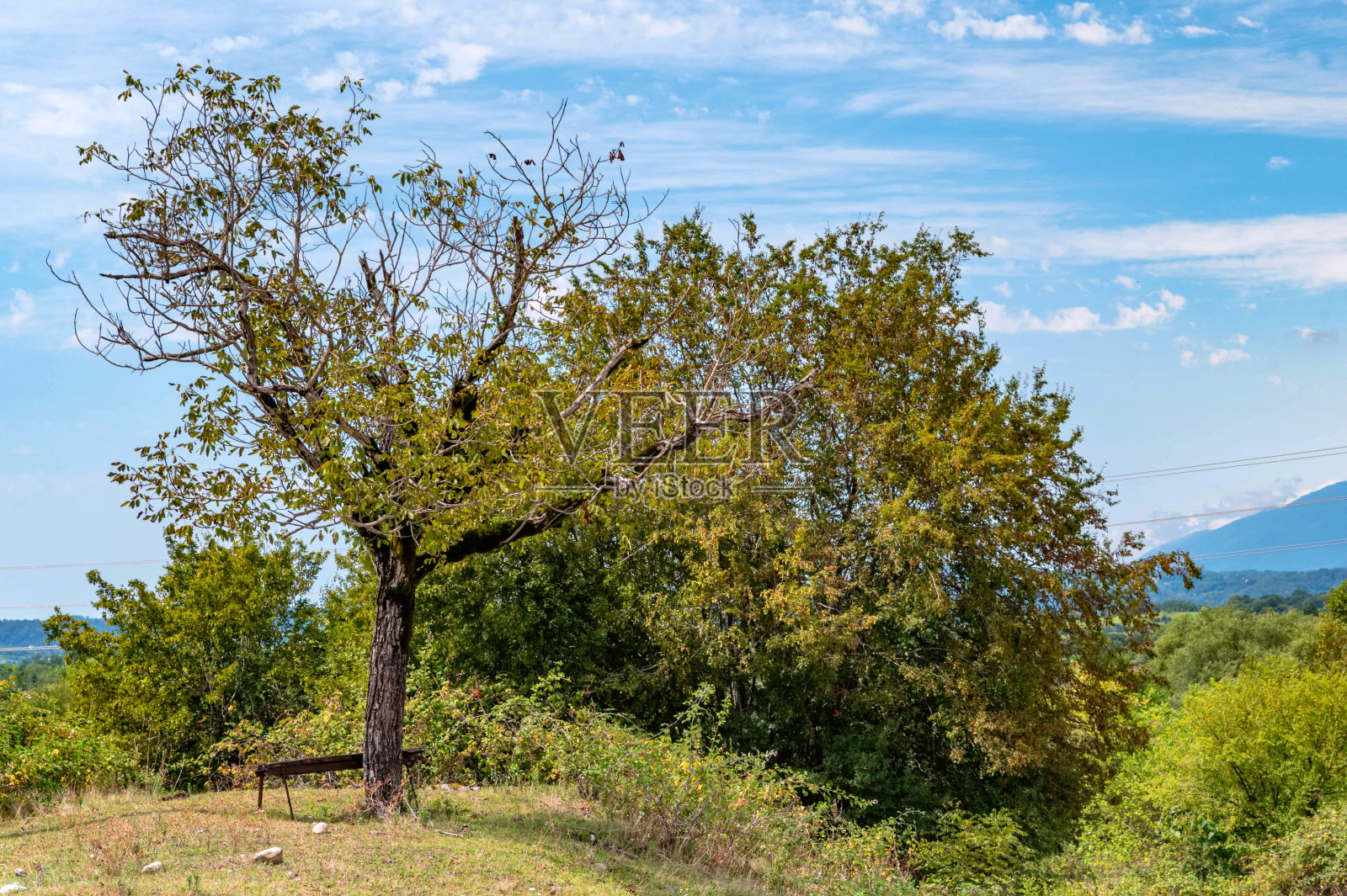 一棵老树旁的废弃长椅照片摄影图片