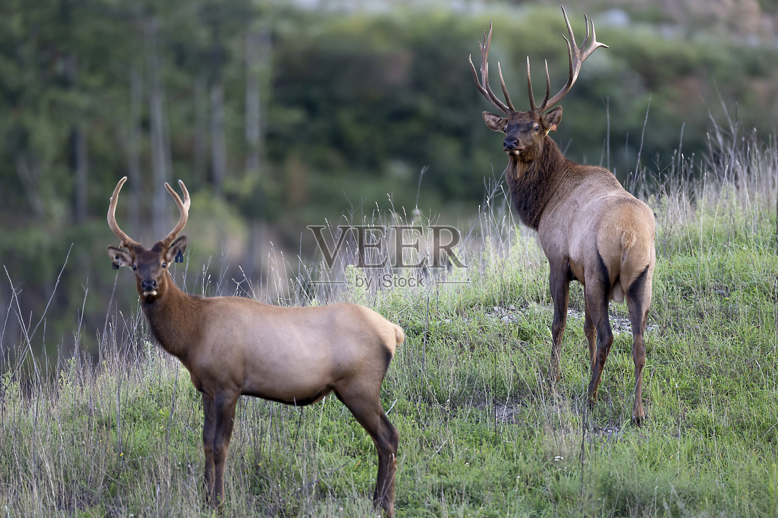 公牛每个照片摄影图片