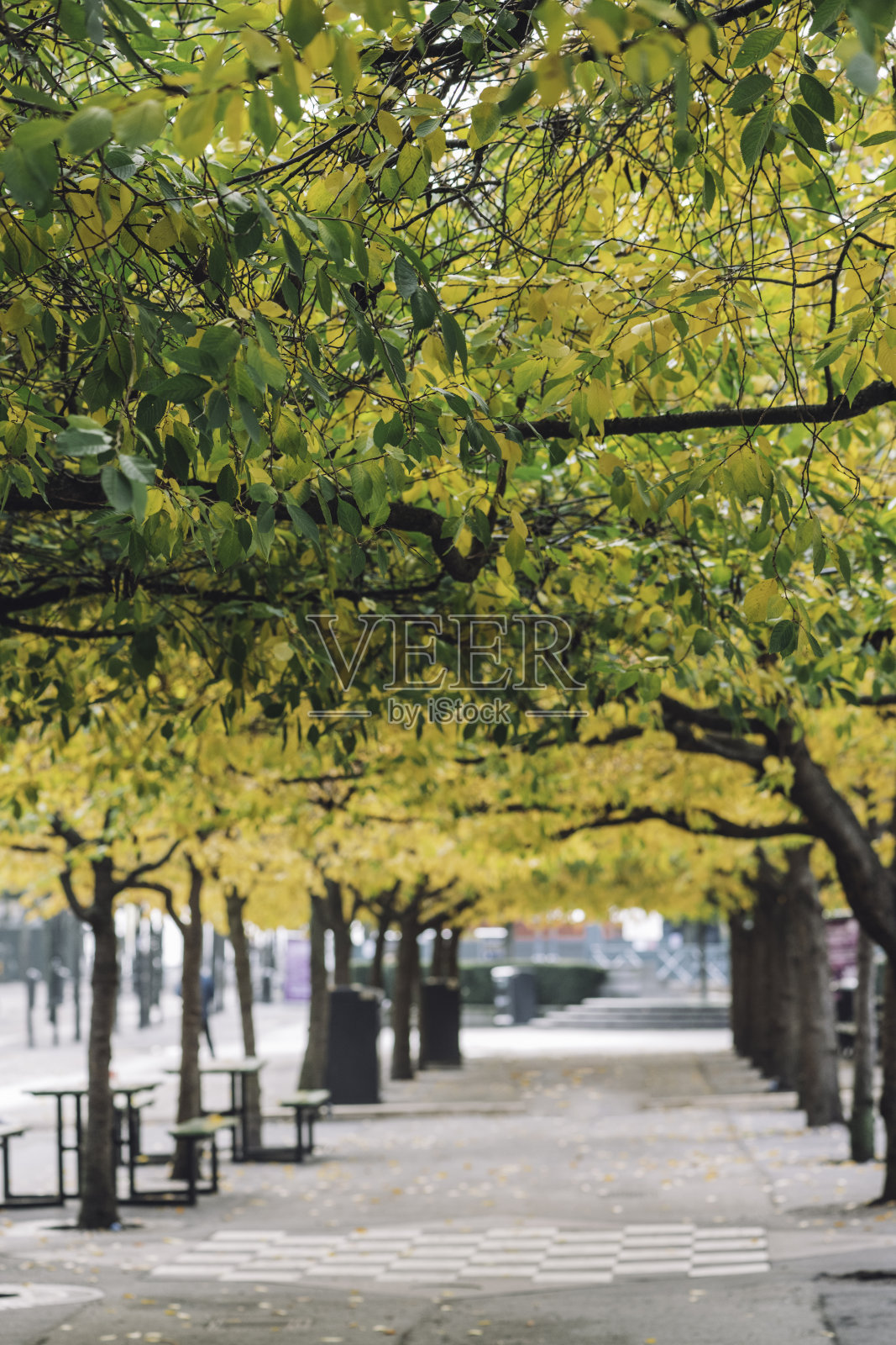 城市里秋天的色彩照片摄影图片