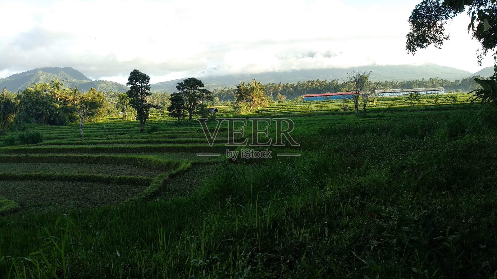 天在稻田里照片摄影图片