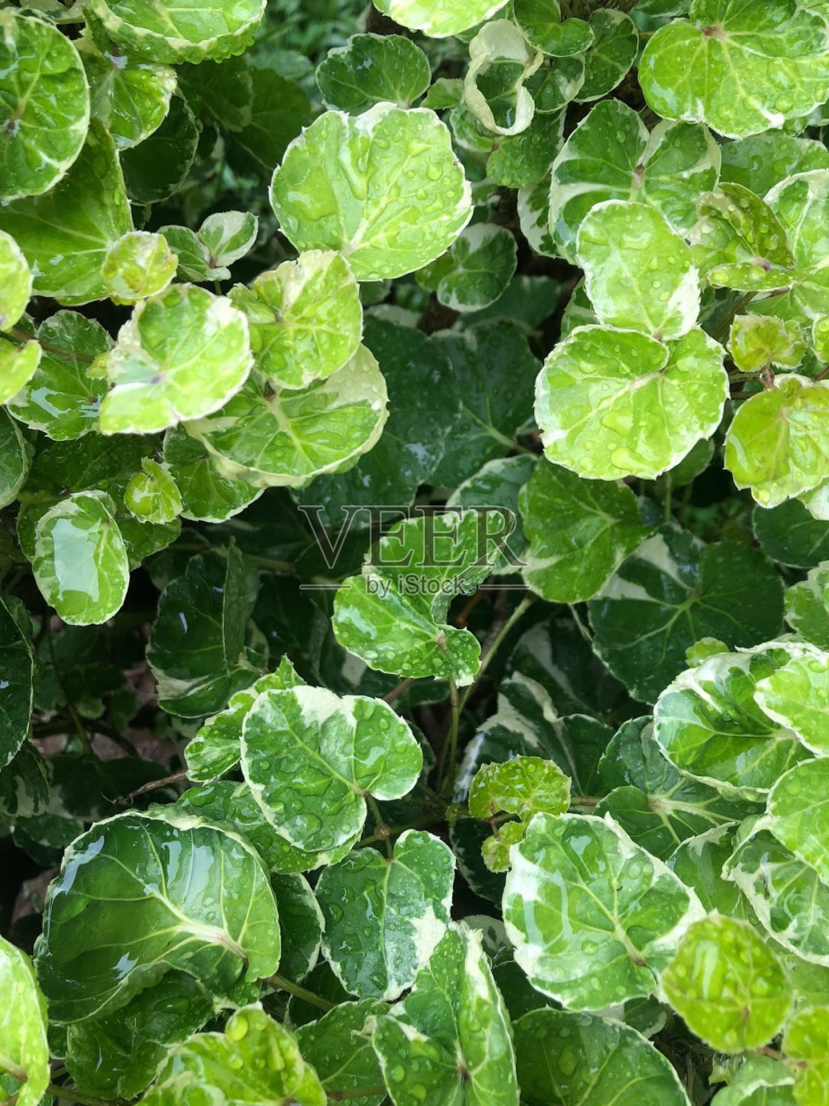 绿色的叶子照片摄影图片