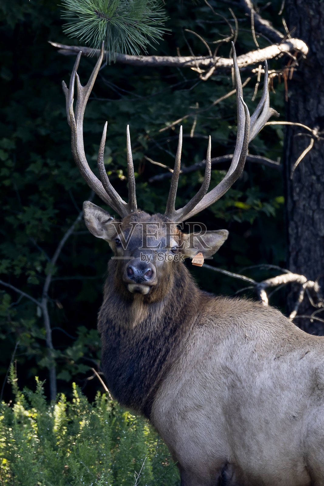 公牛每个照片摄影图片
