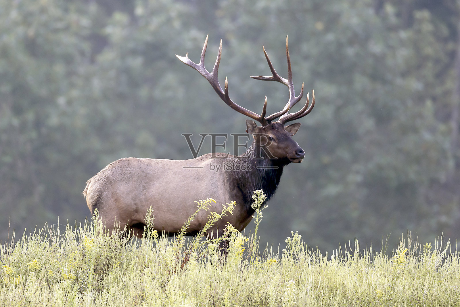 公牛每个照片摄影图片
