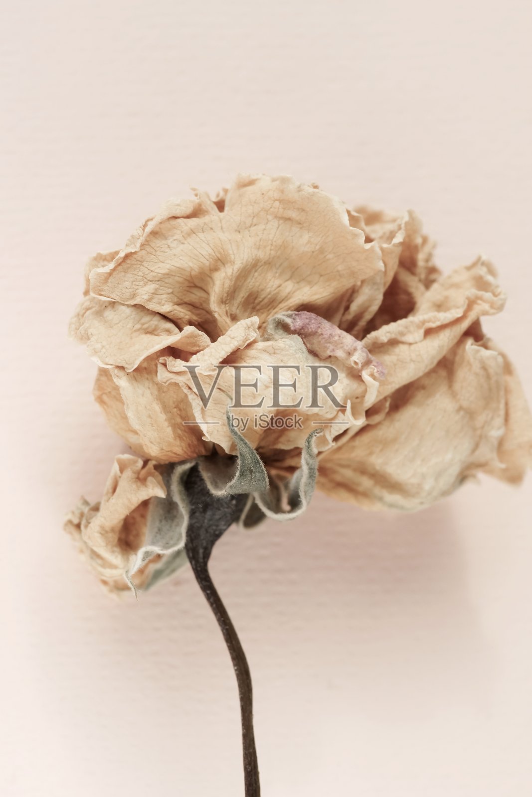 干花在米色背景上靠近。最小的花卡。室内的海报照片摄影图片