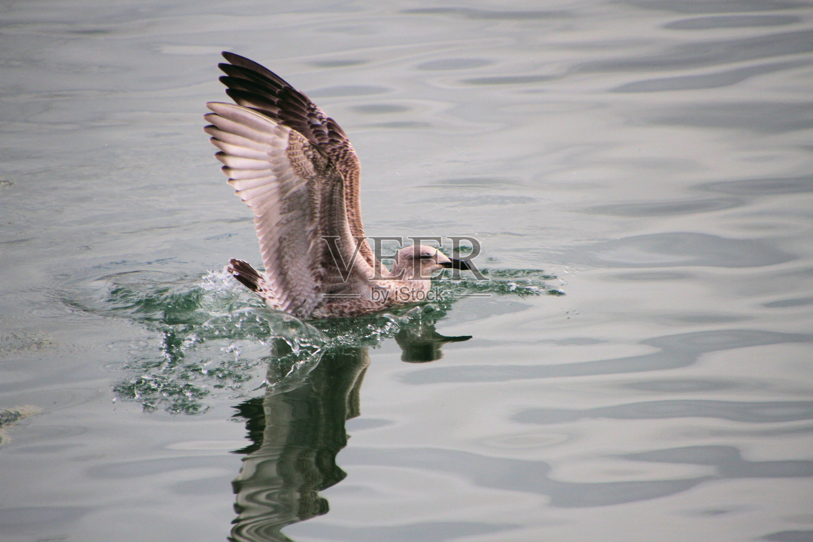 一个鲱鱼鸥的观点照片摄影图片