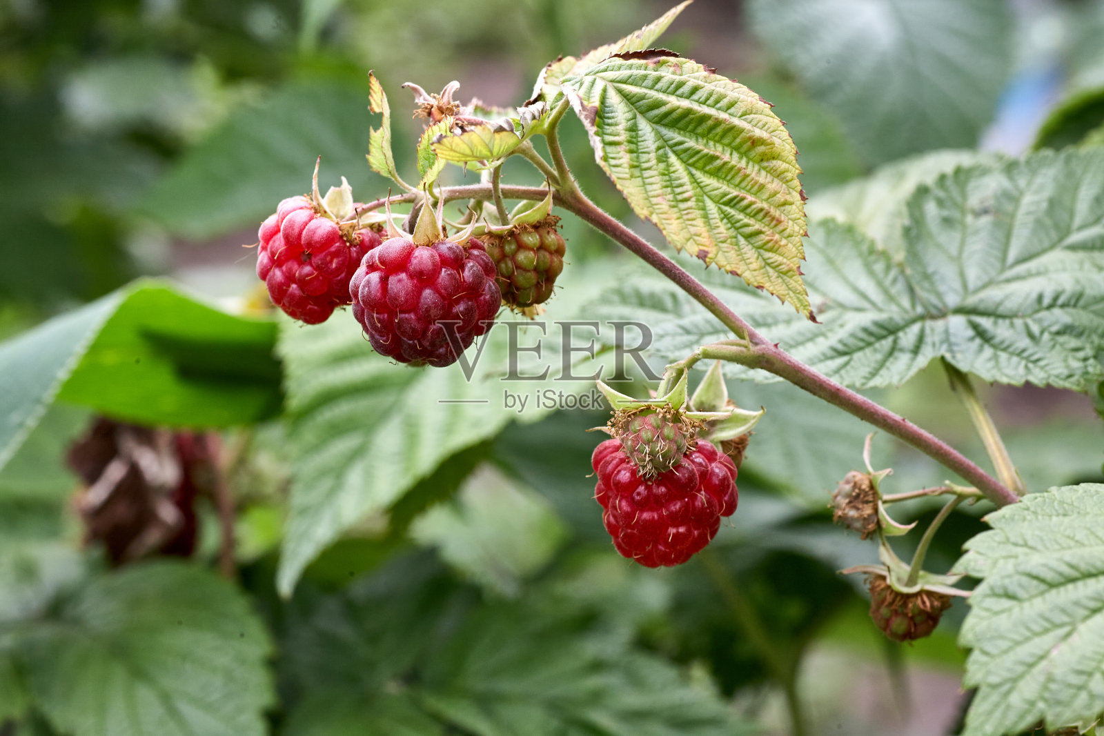 花园里成熟的树莓枝照片摄影图片