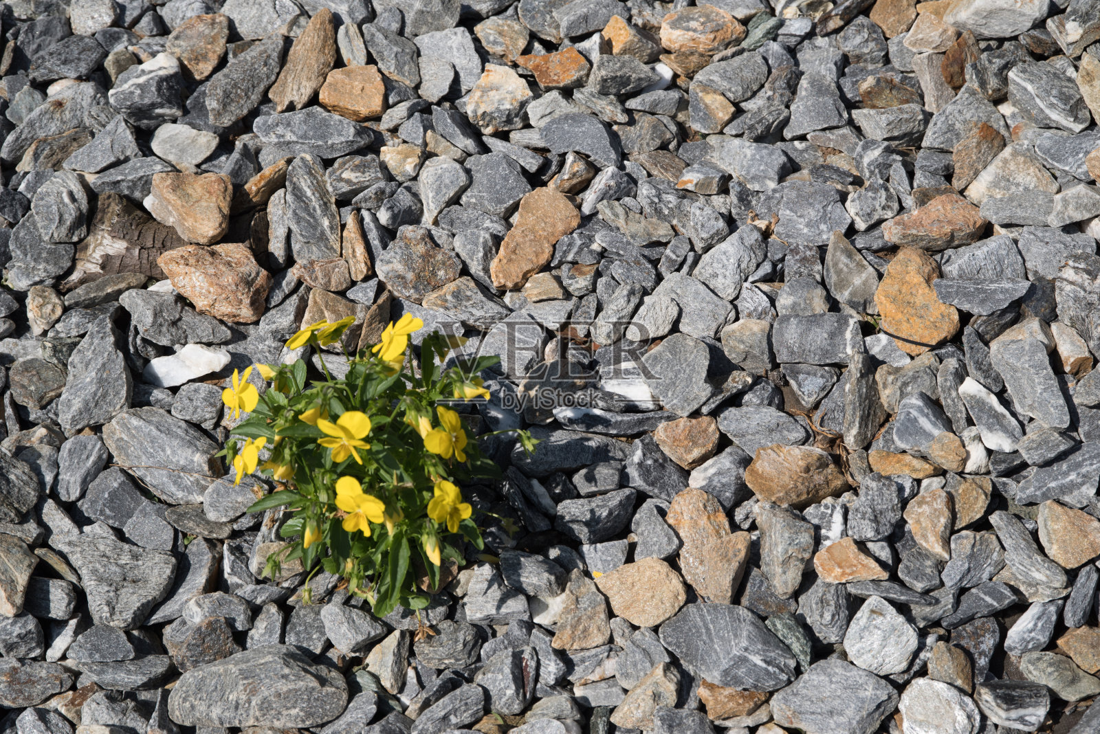 细节的石头花园与砂砾和黄花照片摄影图片