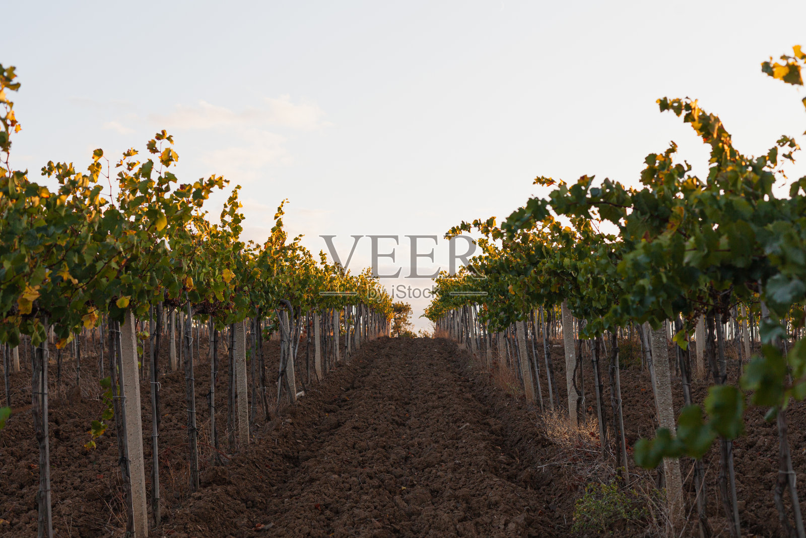 葡萄藤生长在葡萄园里照片摄影图片