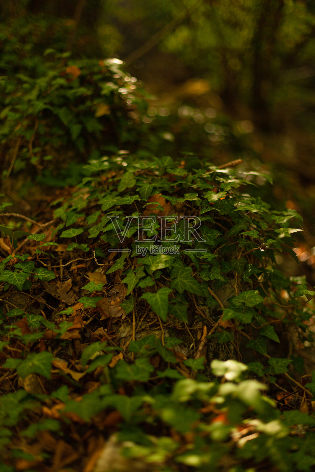 森林里一棵树上的绿色常春藤照片摄影图片