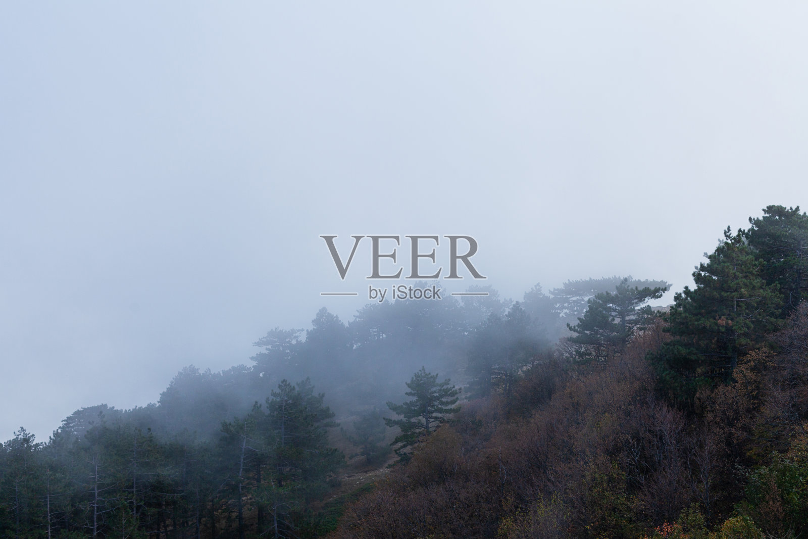 浓雾中的浓密混交林照片摄影图片