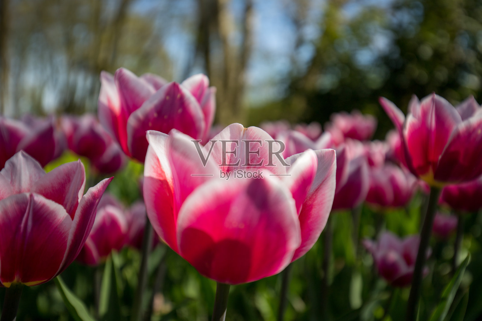 鲜花的背景照片摄影图片