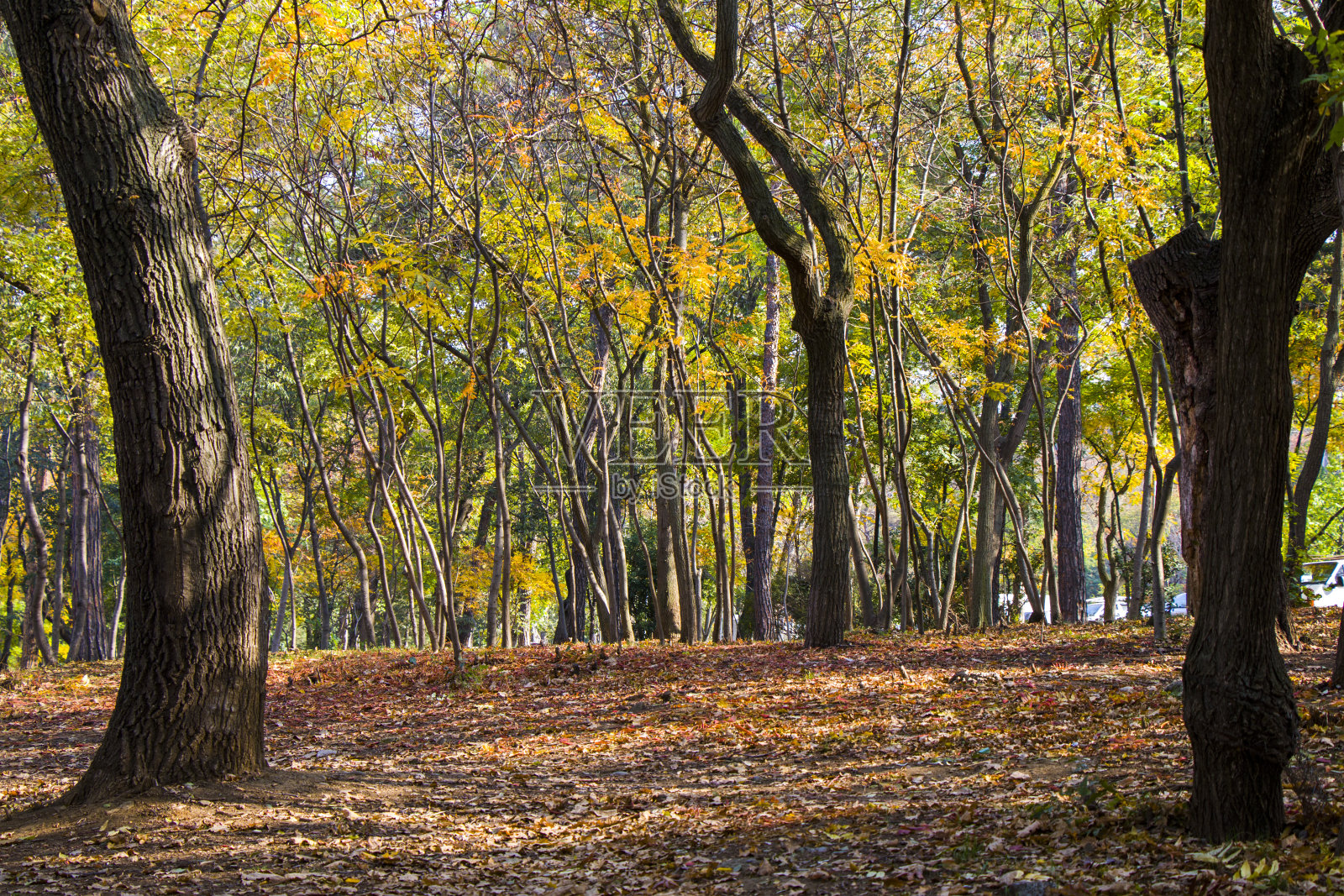 秋天和秋天的森林和野生，秋天的树在格鲁吉亚第比利斯黄叶和红叶照片摄影图片
