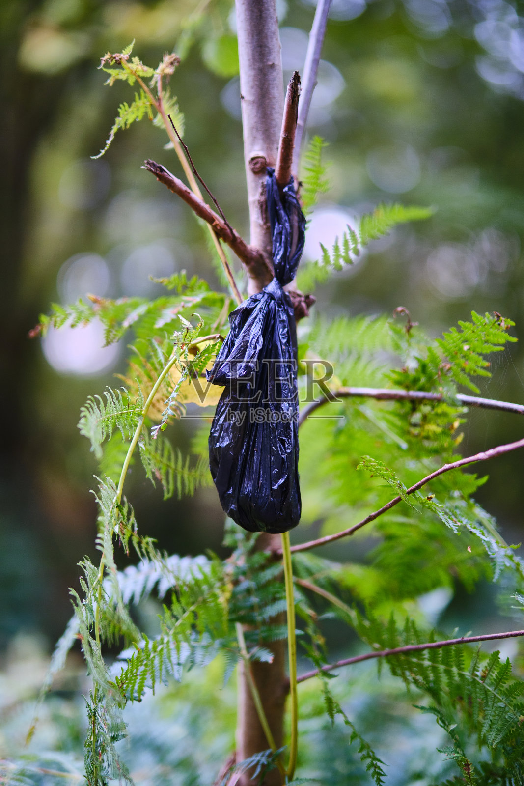 树枝上的大便袋。照片摄影图片