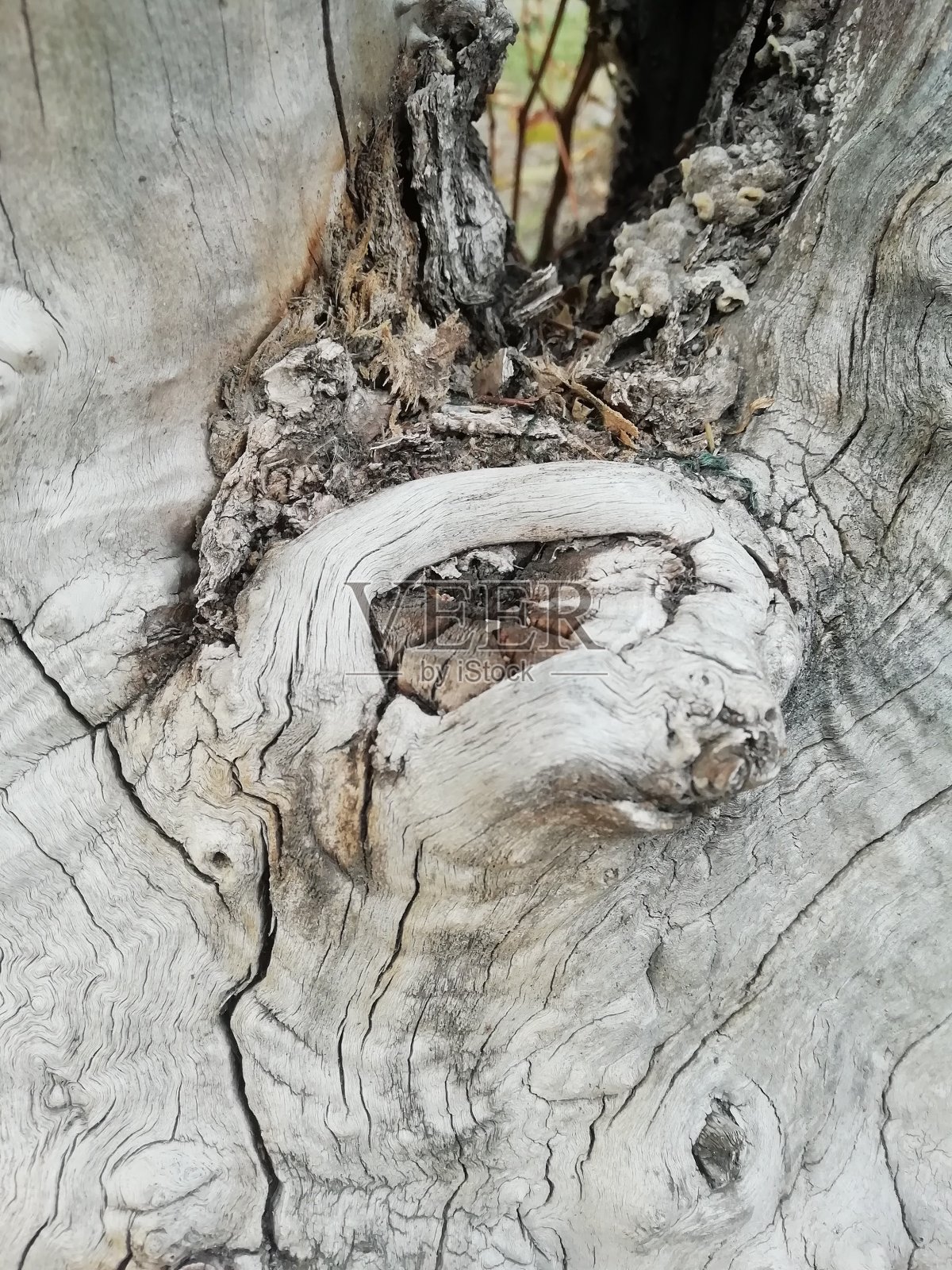 树皮木质纹理照片摄影图片