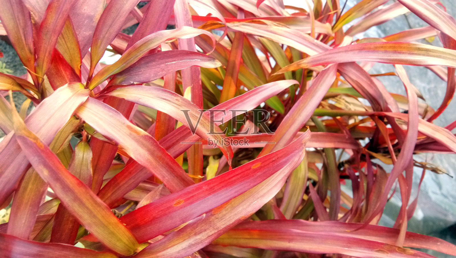 龙树是一种来自天门冬科和龙属的植物照片摄影图片